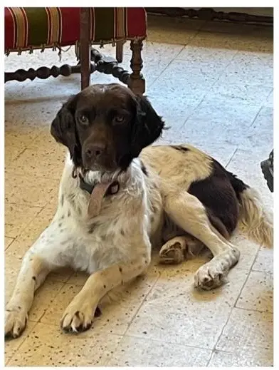 chien lost   90110 Rougemont-le-Château Nox
