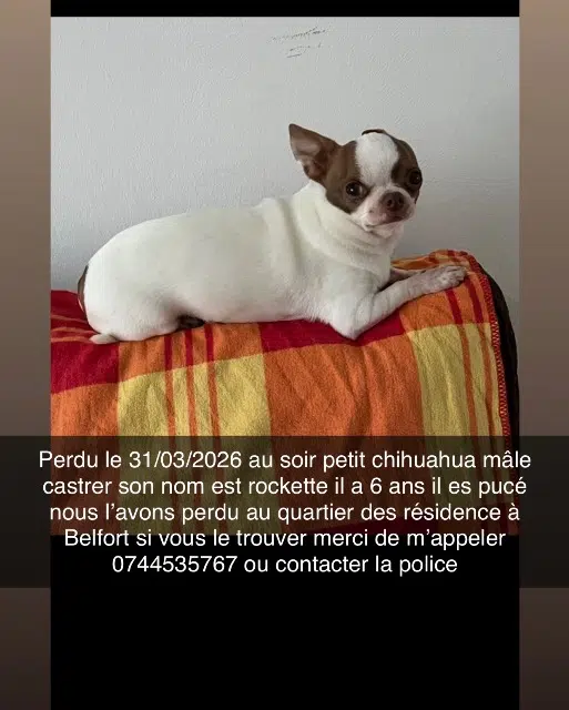 chien lost   90000 Belfort Rockette