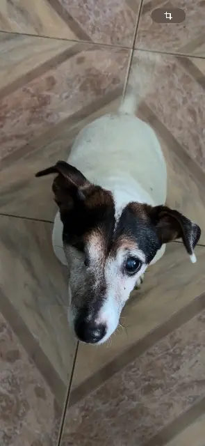 chien lost   91200 Athis-Mons Aiko