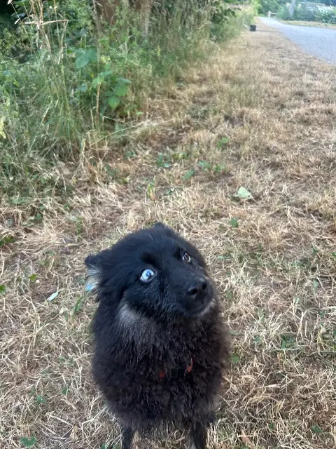 chien lost   91310 Linas Aïko