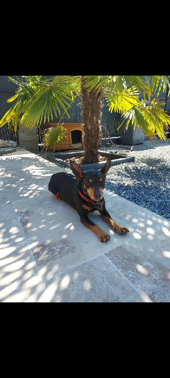 Chien Perdu 91 Essonne - Black Chien Perdu 91 Essonne - Black