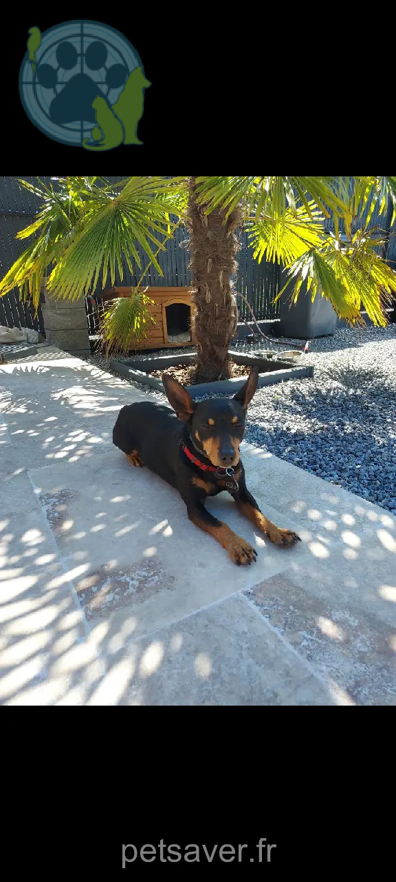 Chien Perdu 91 Essonne - Black Chien Perdu 91 Essonne - Black