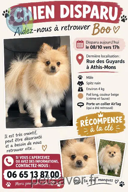 chien lost 91200 Athis-Mons Boo