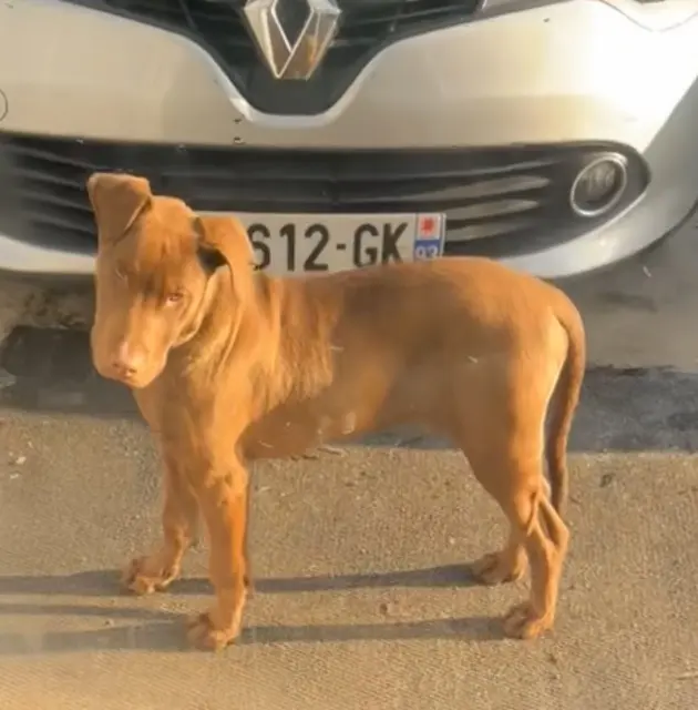 chien lost   91420 Morangis Bosch