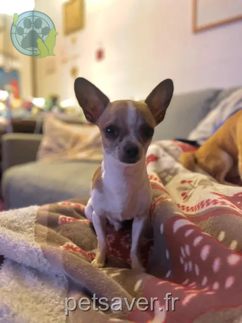 hond vermist 91330 Yerres Eliot hond lost 91330 Yerres Eliot