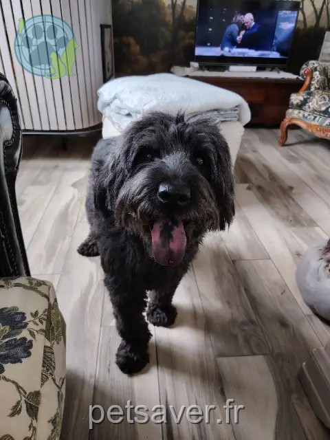 hond vermist 91270 Vigneux-sur-Seine Germinal hond lost 91270 Vigneux-sur-Seine Germinal
