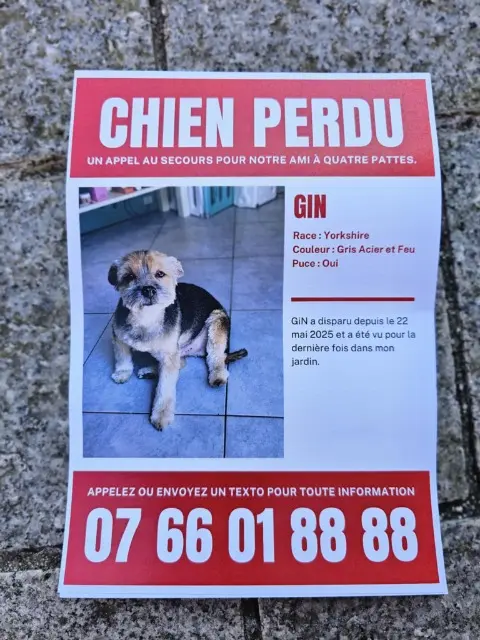 chien lost    Évry-Courcouronnes Gin