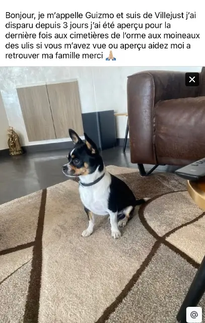 chien lost   91140 Villejust Guizmo