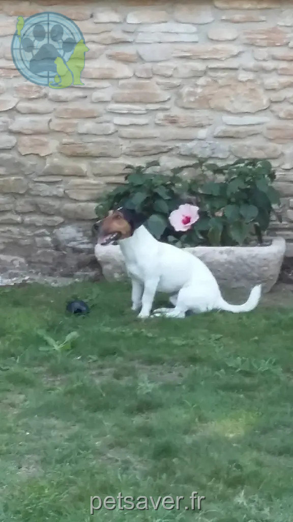 Chien Perdu 91 Essonne - Hermès Chien Perdu 91 Essonne - Hermès
