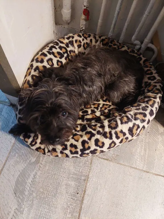Chien Perdu 91 Essonne - Milka Chien Perdu 91 Essonne - Milka