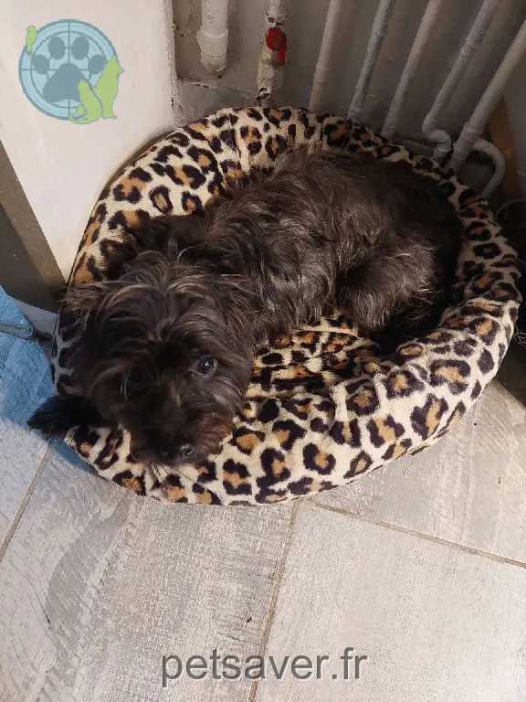 Chien Perdu 91 Essonne - Milka Chien Perdu 91 Essonne - Milka