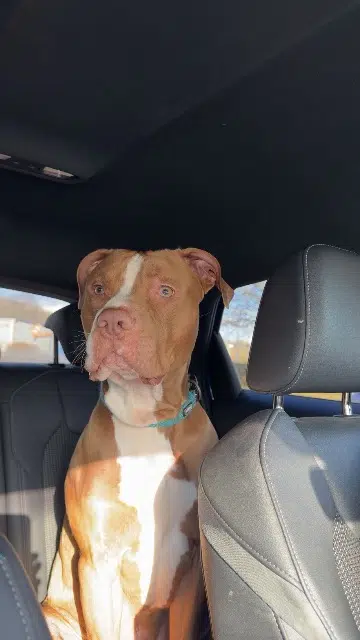 chien lost   91100 Corbeil-Essonnes Ocho