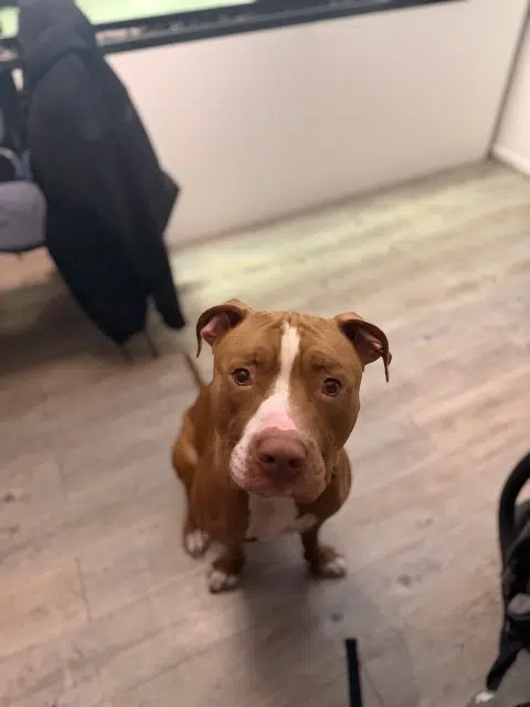 chien lost   91100 Corbeil-Essonnes Ocho