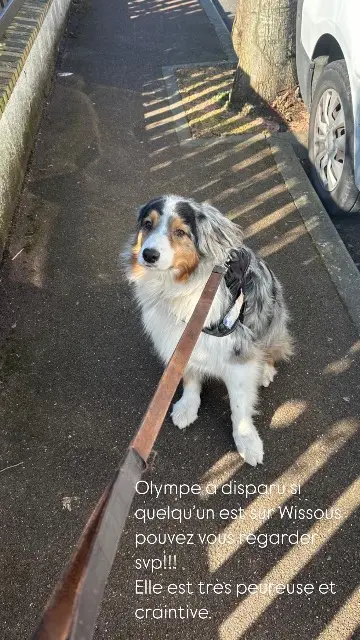 chien lost   91320 Wissous Olympe