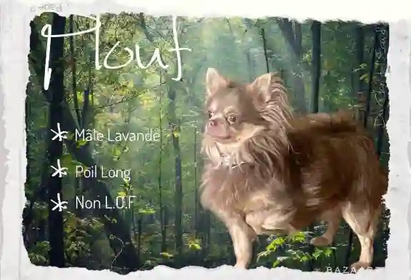 Chien Perdu 91 Essonne - Plouf Chien Perdu 91 Essonne - Plouf