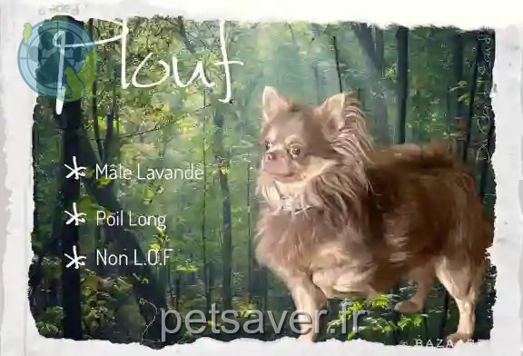 Chien Perdu 91 Essonne - Plouf Chien Perdu 91 Essonne - Plouf