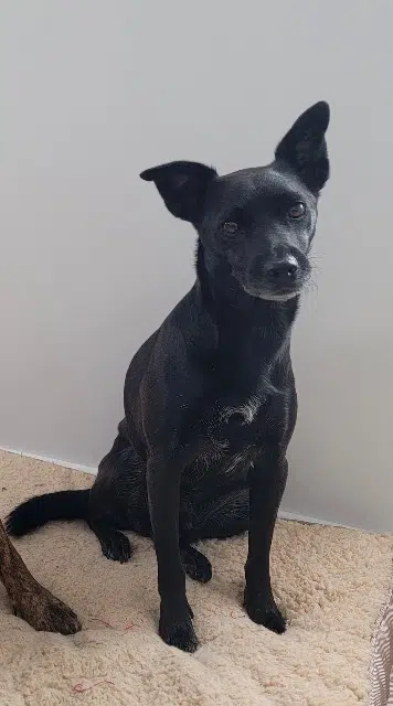 chien lost   91160 Champlan Pop