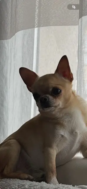 perro perdido 91620 La Ville-du-Bois Rio perro lost 91620 La Ville-du-Bois Rio