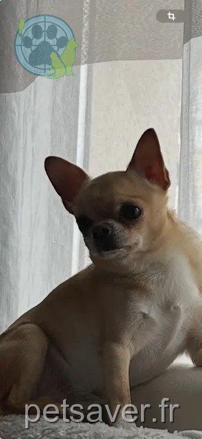 hond vermist 91620 La Ville-du-Bois Rio hond lost 91620 La Ville-du-Bois Rio