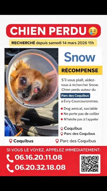 chien lost    Évry-Courcouronnes Snow