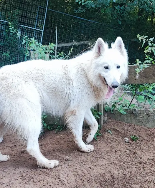 chien lost   91580 Villeconin Snow