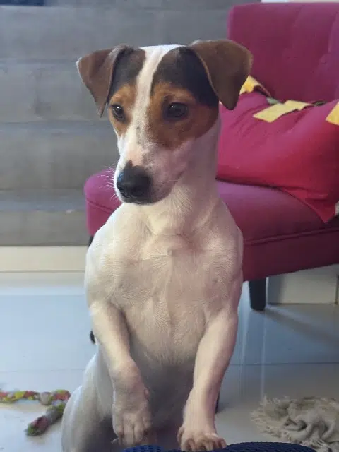 chien lost   91230 Montgeron Tac