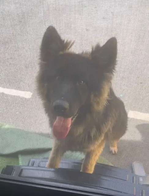 chien lost   91150 Morigny-Champigny Thor