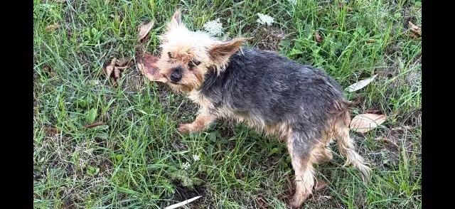 chien lost   91220 Brétigny-sur-Orge Titi