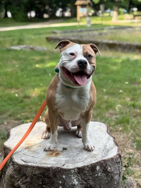 chien lost   91250 Tigery Vini