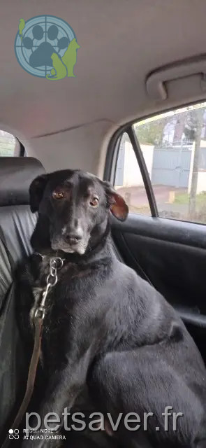 hond vermist 91630 Avrainville Vito hond lost 91630 Avrainville Vito