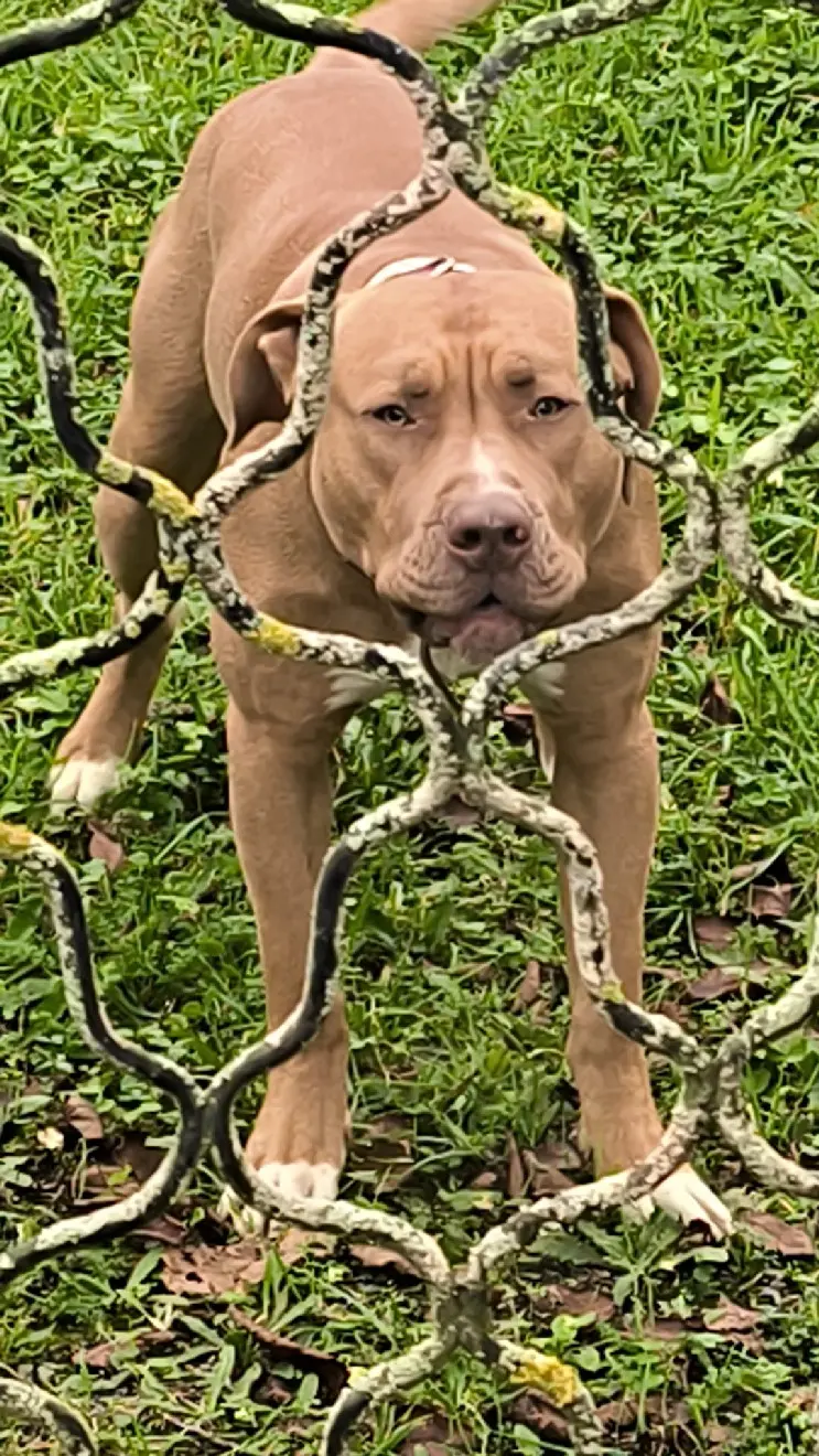 Chien Perdu 91 Essonne Chien Perdu 91 Essonne