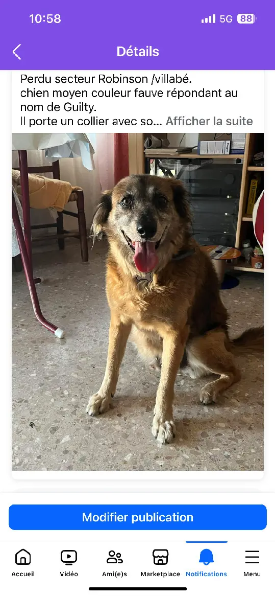 Chien Perdu 91 Essonne Chien Perdu 91 Essonne