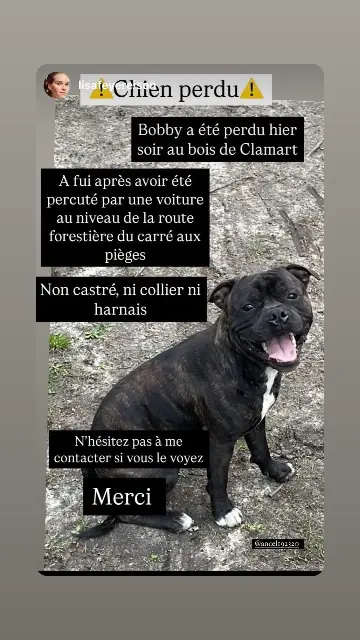 chien lost   92320 Châtillon Booby