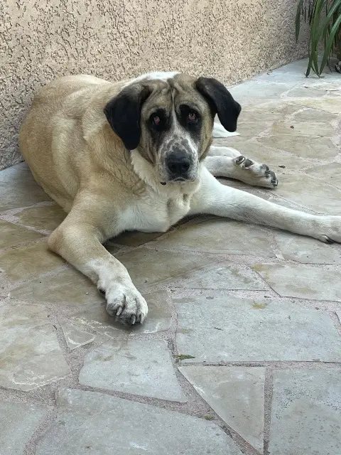 chien lost   92100 Boulogne-Billancourt Pando