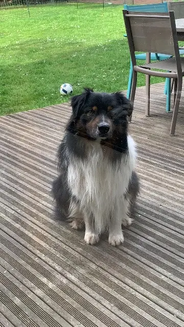 chien lost   92500 Rueil-Malmaison Miho