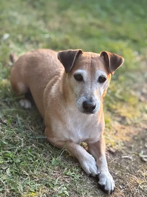 chien lost   92350 Le Plessis-Robinson Pitt