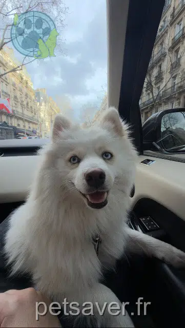 chien lost 92600 Asnières-sur-Seine Plop