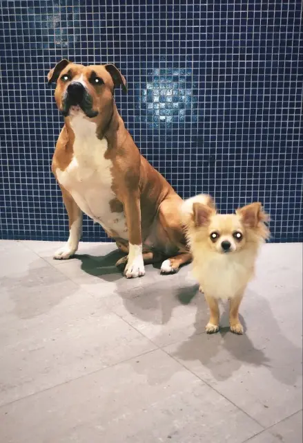 chien lost   92110 Clichy Purpel