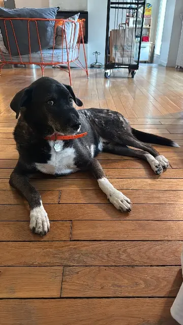 chien lost   92310 Sèvres Raoul