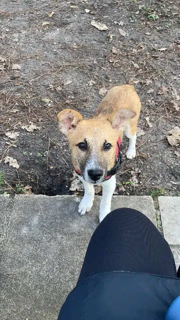 chien lost   92350 Le Plessis-Robinson Sunny