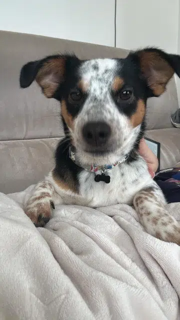 chien lost   93700 Drancy Appie