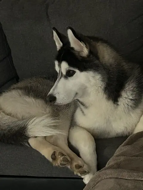 chien lost   93600 Aulnay-sous-Bois Archi