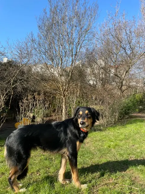 chien lost   93300 Aubervilliers Chicote