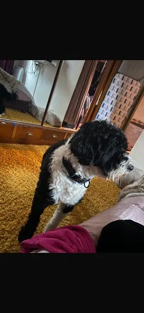 Hund vermisst 93160 Noisy-le-Grand Duc Hund lost 93160 Noisy-le-Grand Duc