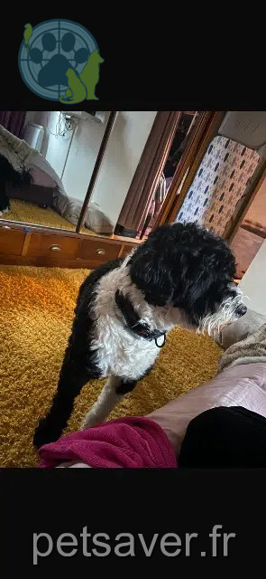 dog lost 93160 Noisy-le-Grand Duc dog lost 93160 Noisy-le-Grand Duc