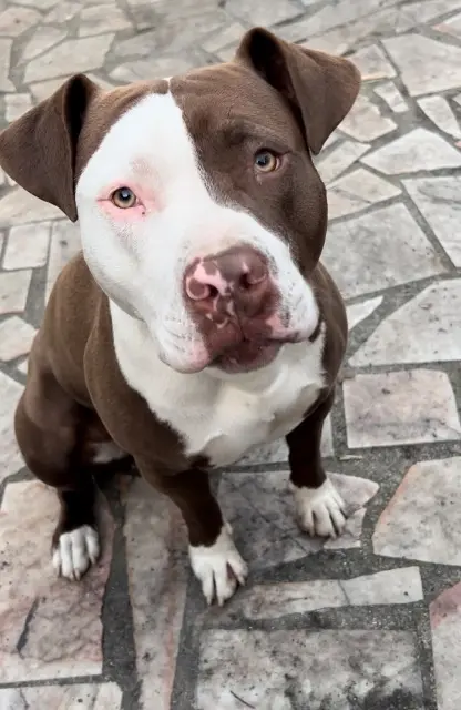 chien lost   93700 Drancy Fizi