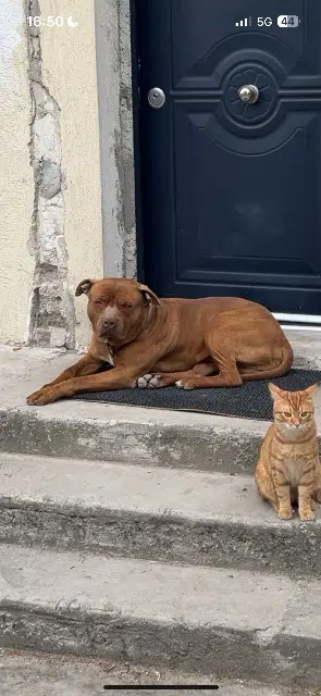 chien lost   93600 Aulnay-sous-Bois Gucci