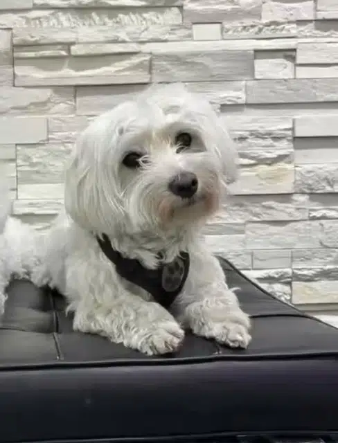 chien lost   93300 Aubervilliers Macaron