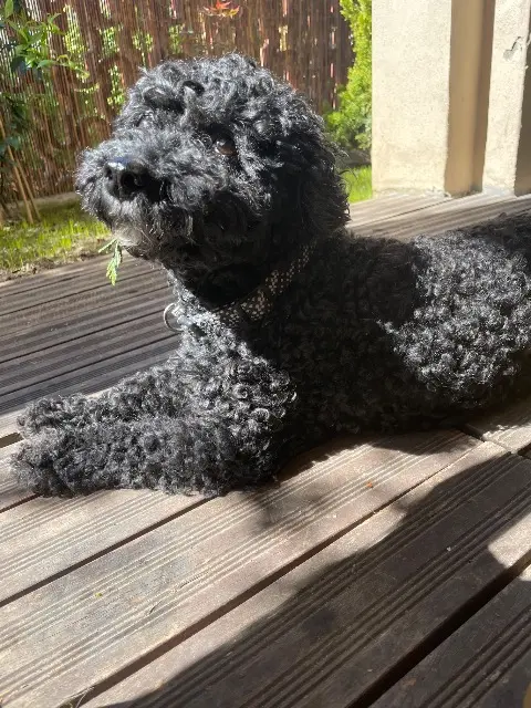 chien lost   93100 Montreuil Blacky