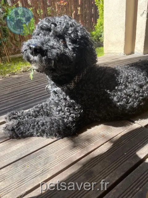 hond vermist 93100 Montreuil Blacky hond lost 93100 Montreuil Blacky